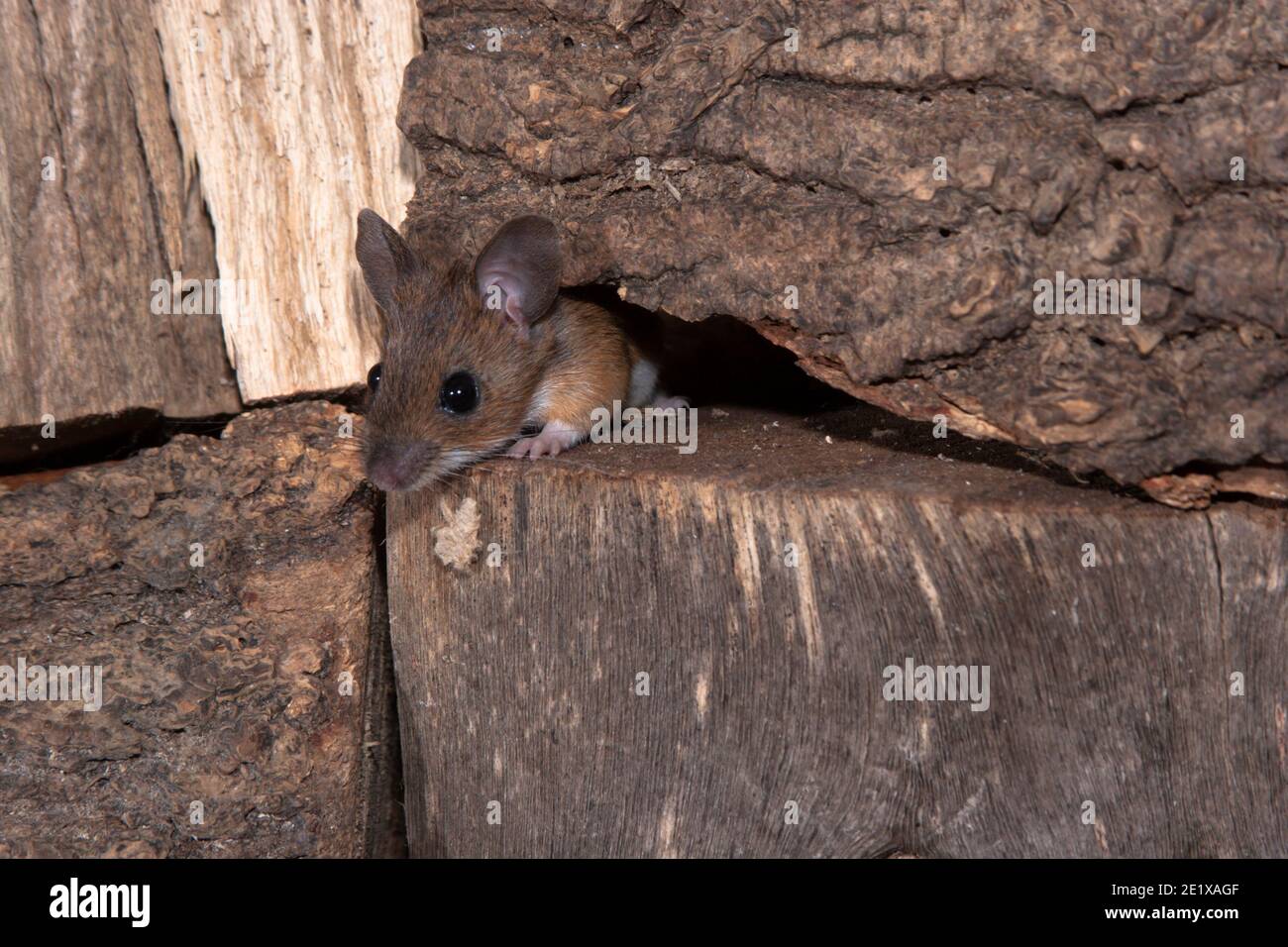 Wild Wood Mouse (Apodemus sylvaticus) hiding in wood pile in garden