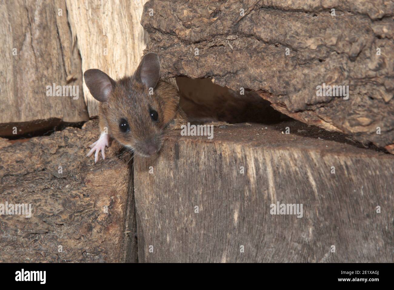 Wild Wood Mouse (Apodemus sylvaticus) hiding in wood pile in garden