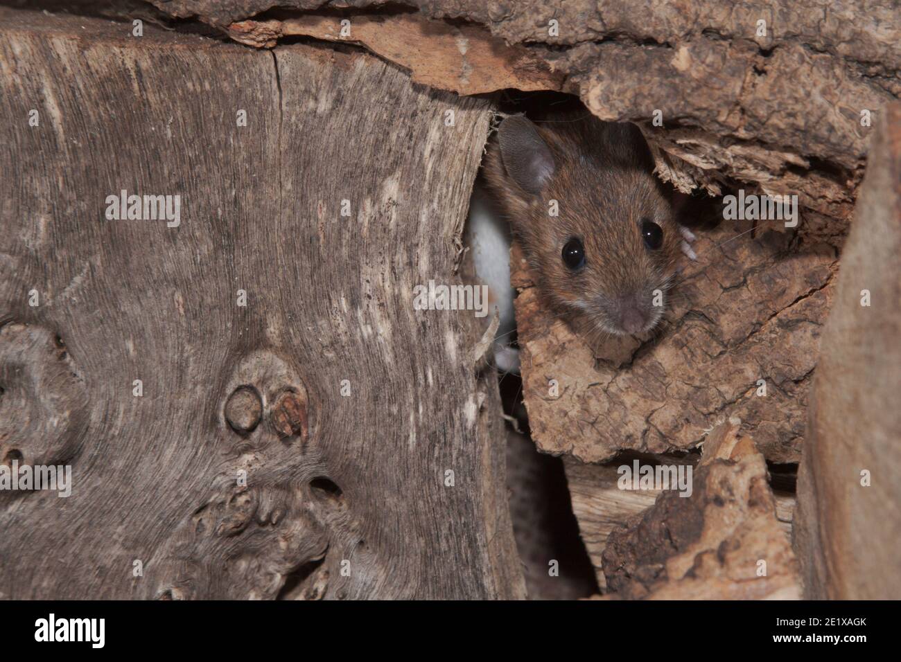 Wild Wood Mouse (Apodemus sylvaticus) hiding in wood pile in garden