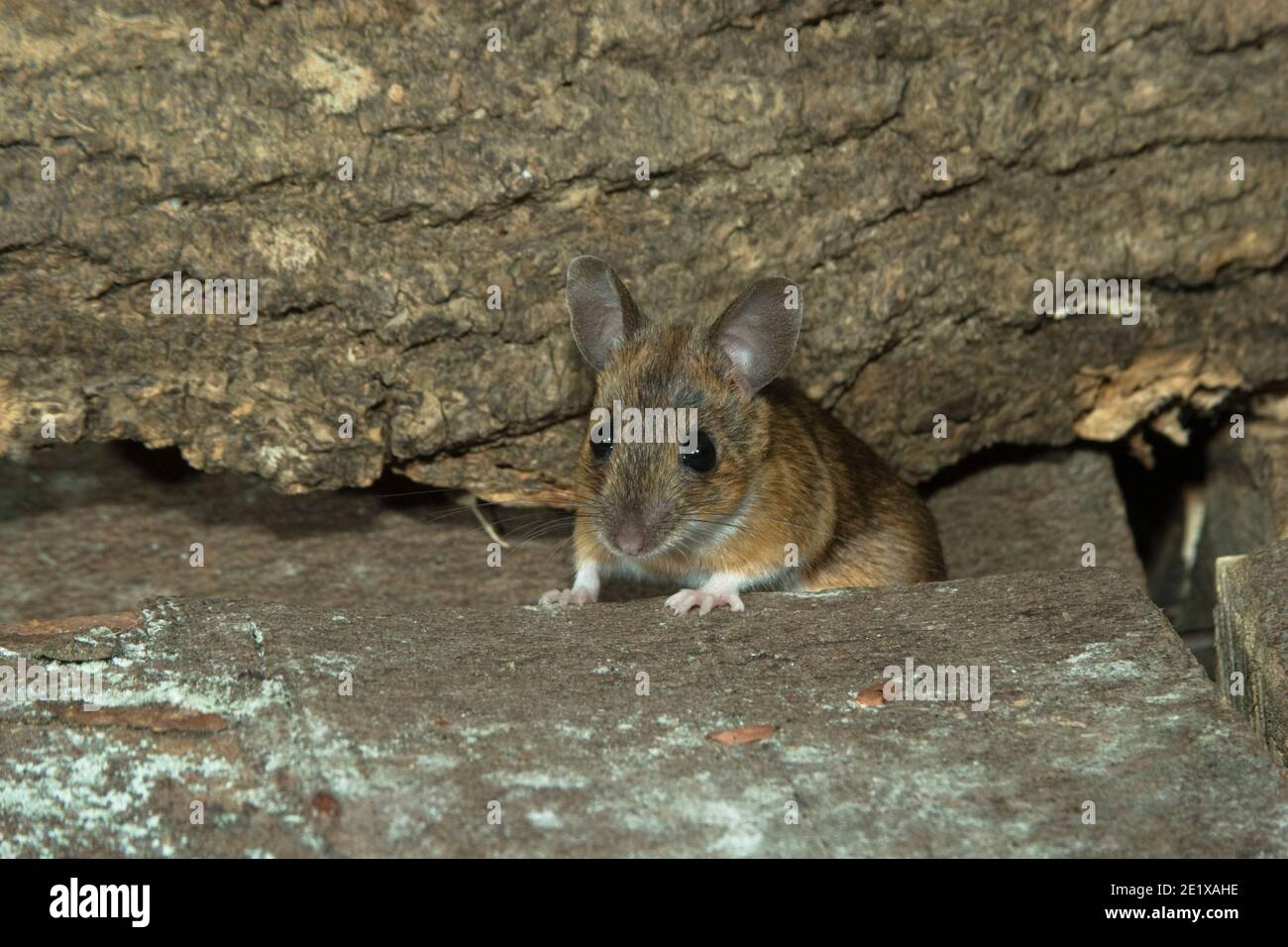 Wild Wood Mouse (Apodemus sylvaticus) hiding in wood pile in garden
