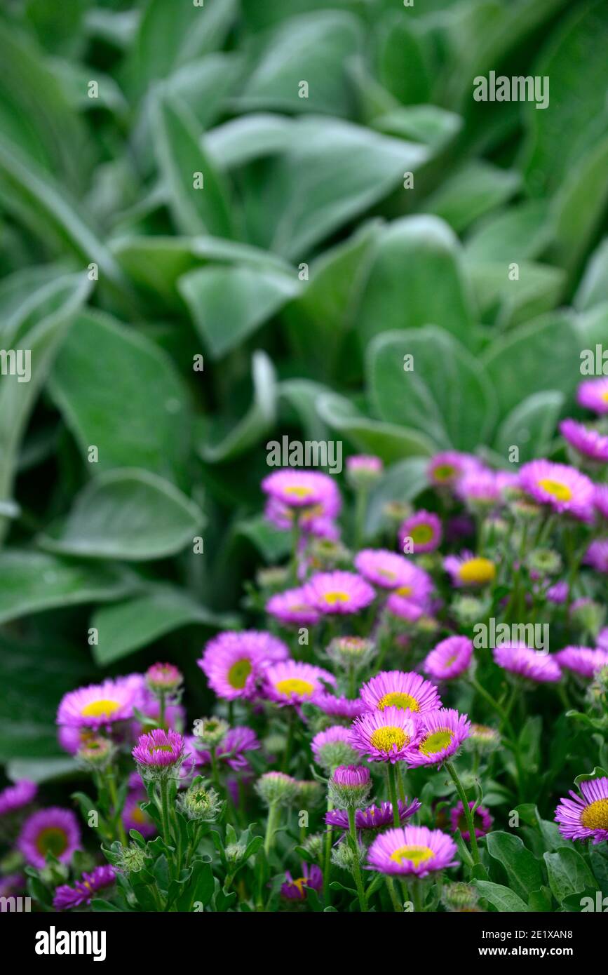 Erigeron Dunkelste Aller,fleabane,purple daisy-like flowers,low growing,ground cover, purple flowers,stachys in background,RM Floral Stock Photo