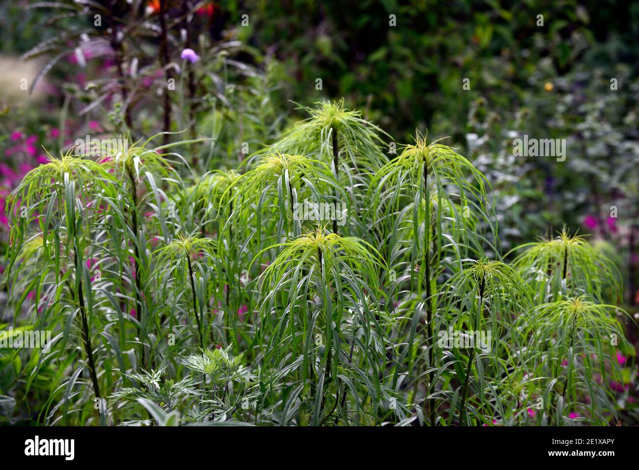 Helianthus salicifolius,willow-leaved sunflower,green leaves,green