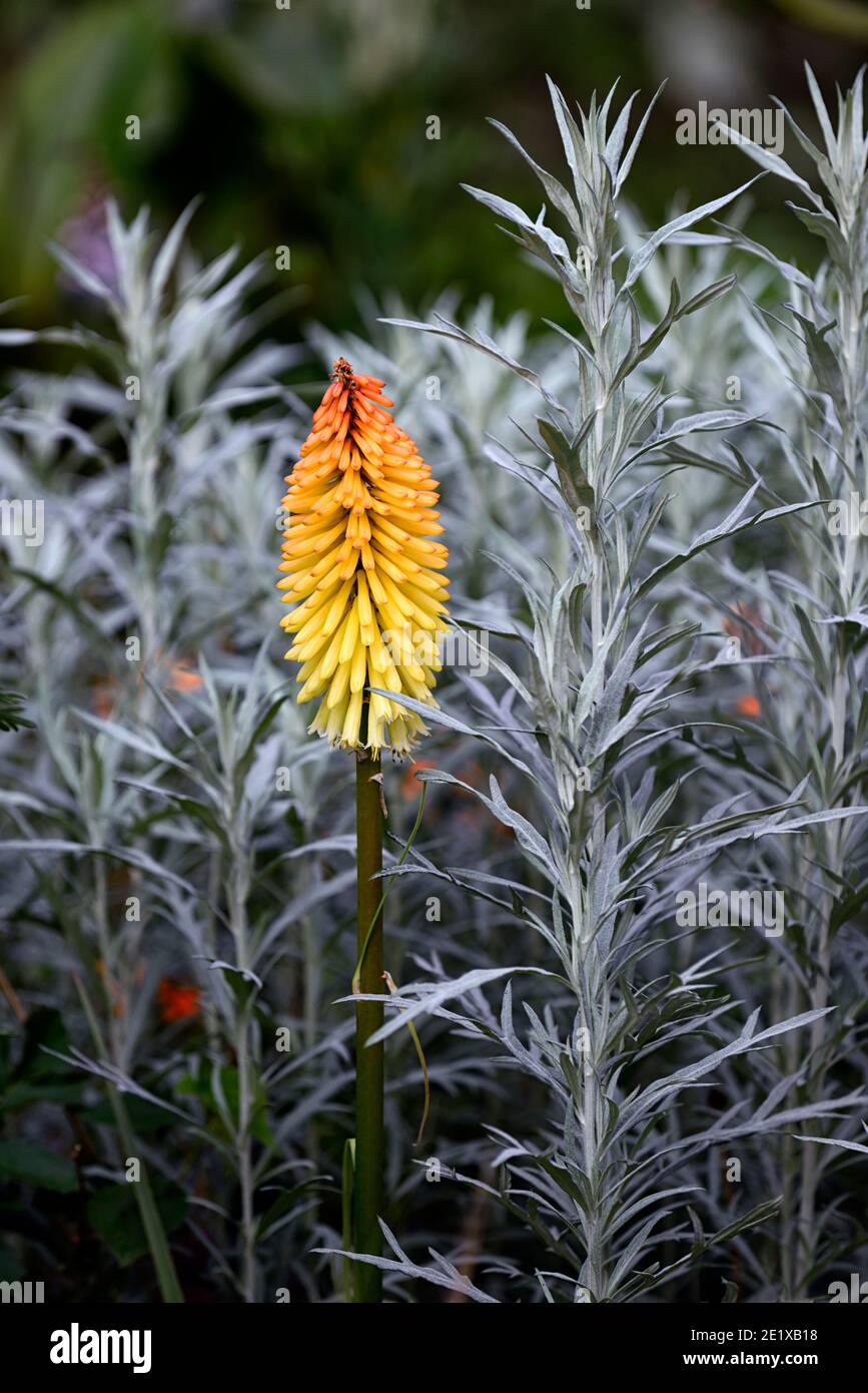 Kniphofia Uvaria Echo Mango Artemisia Absinthium Kniphofias And Artemesia Yellow Orange Flower Flower Spike Silver Leaves Silver Foliage Mix Mixed P Stock Photo Alamy Kniphofia Uvaria Echo Mango Artemisia Absinthium Kniphofias And Artemesia Yellow Orange Flower Flower Spike Silver Leaves Silver Foliage Mix Mixed P Stock Photo Alamy