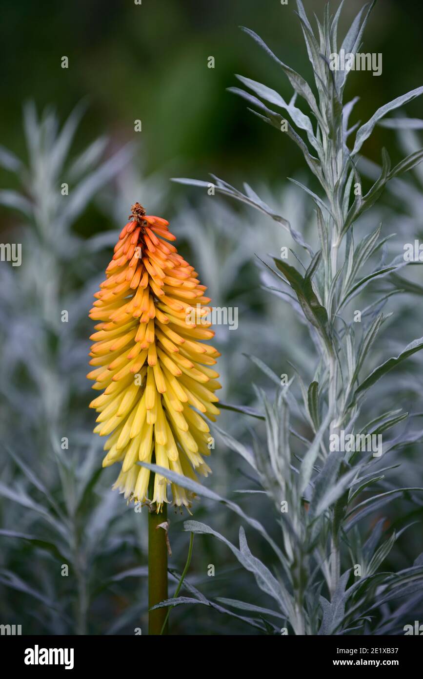 Orange Flower Silver Foliage High Resolution Stock Photography And Images Alamy