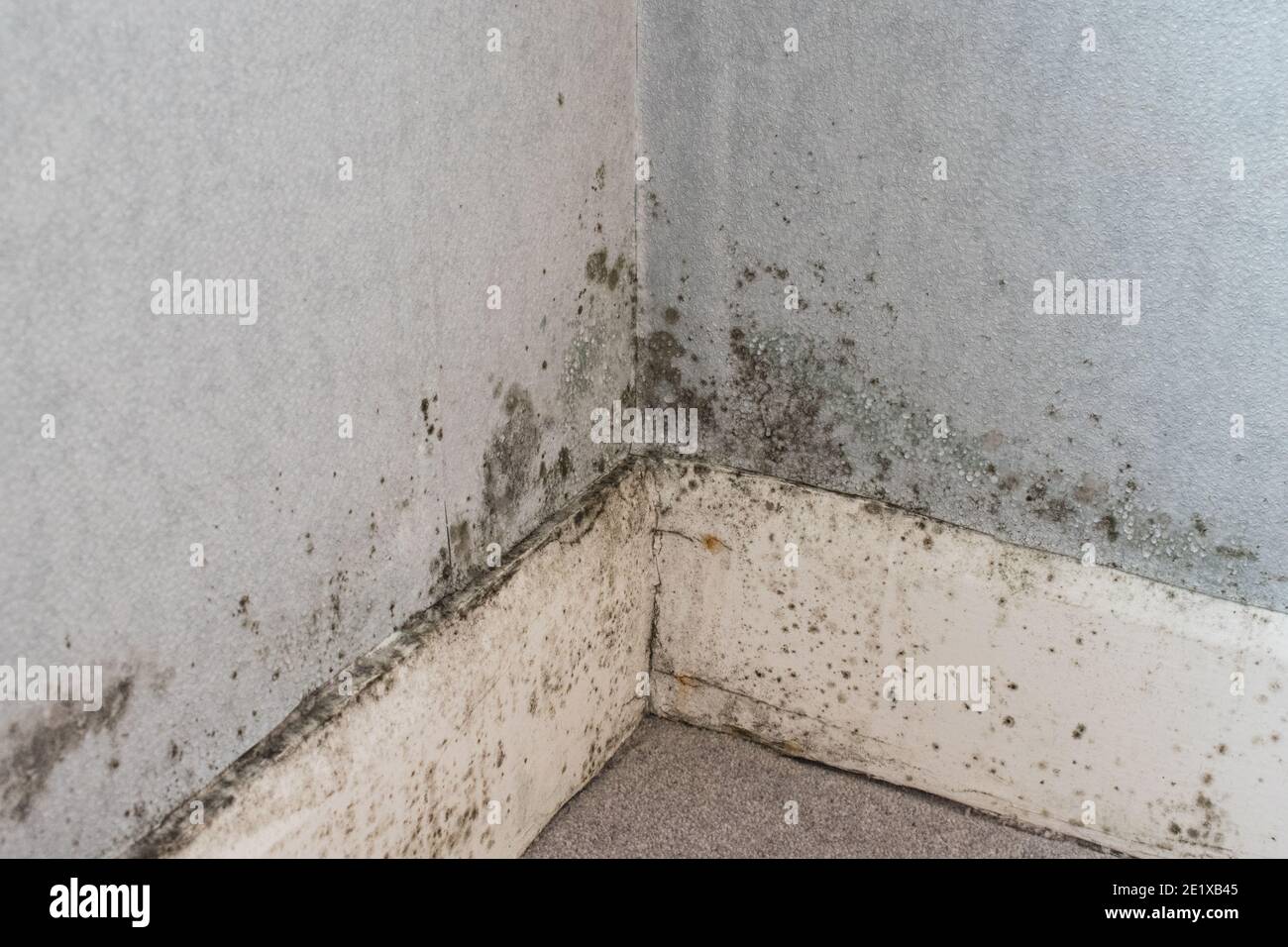 Internal damp mould Stock Photo