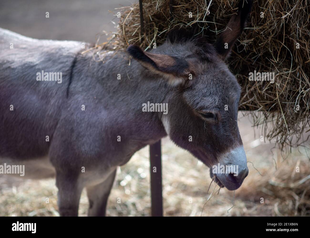 Donkey during a meal in a stable Stock Photo