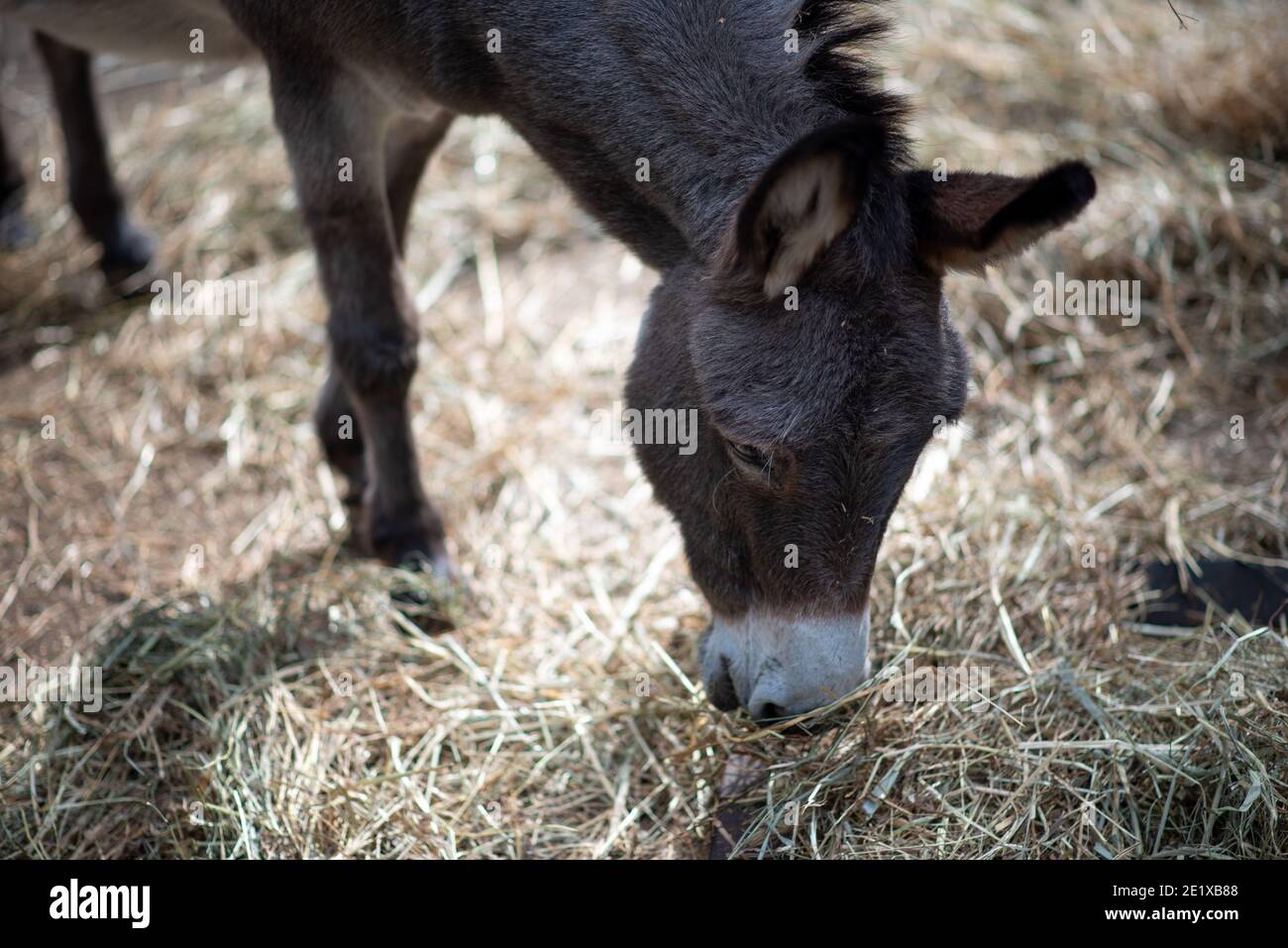 Donkey plucking hay in the stable during a warm summer afternoon Stock Photo