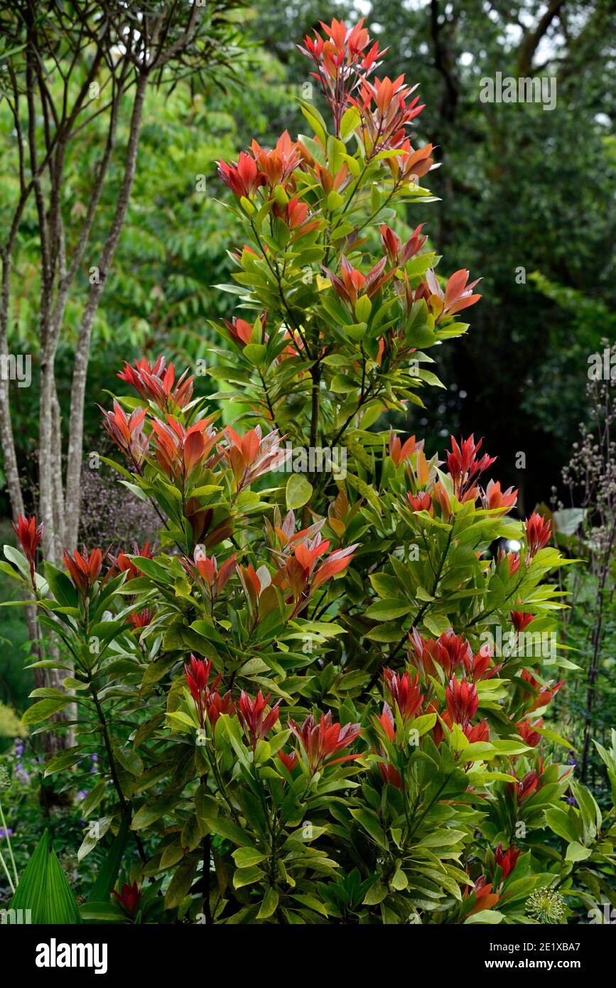 new growth,RM floral,trees,tree,foliage,leaves,Machilus,Japanese bay,Persea thunbergii,red leaves Stock Photo