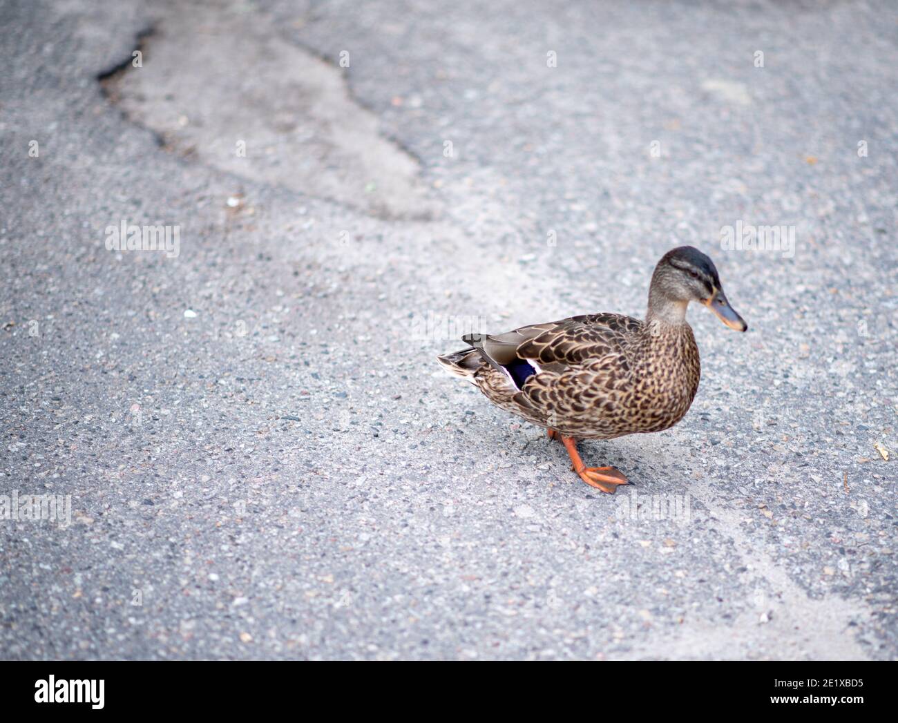 Beautiful duckling on the go, 45 degree angle Stock Photo