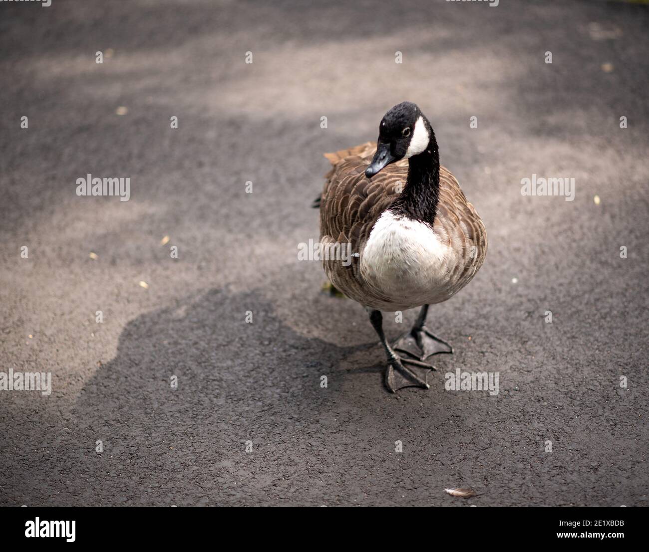 Canada Goose (Branta canadensis) taking a walk during a warm sunny afternoon Stock Photo