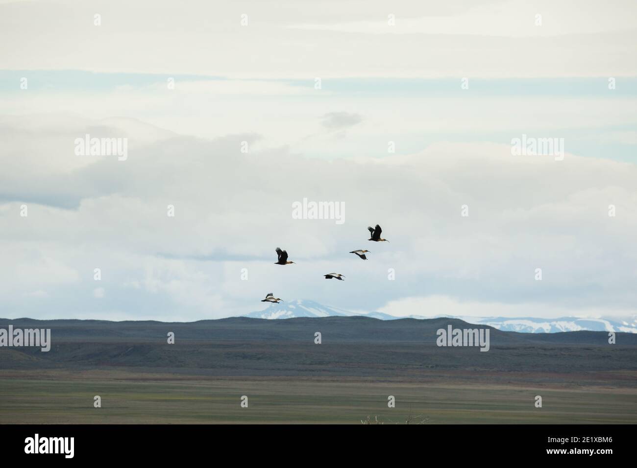 Black-faced ibis (Theristicus melanopsis) flying near Punta Arenas, Patagonia, Chile Stock Photo