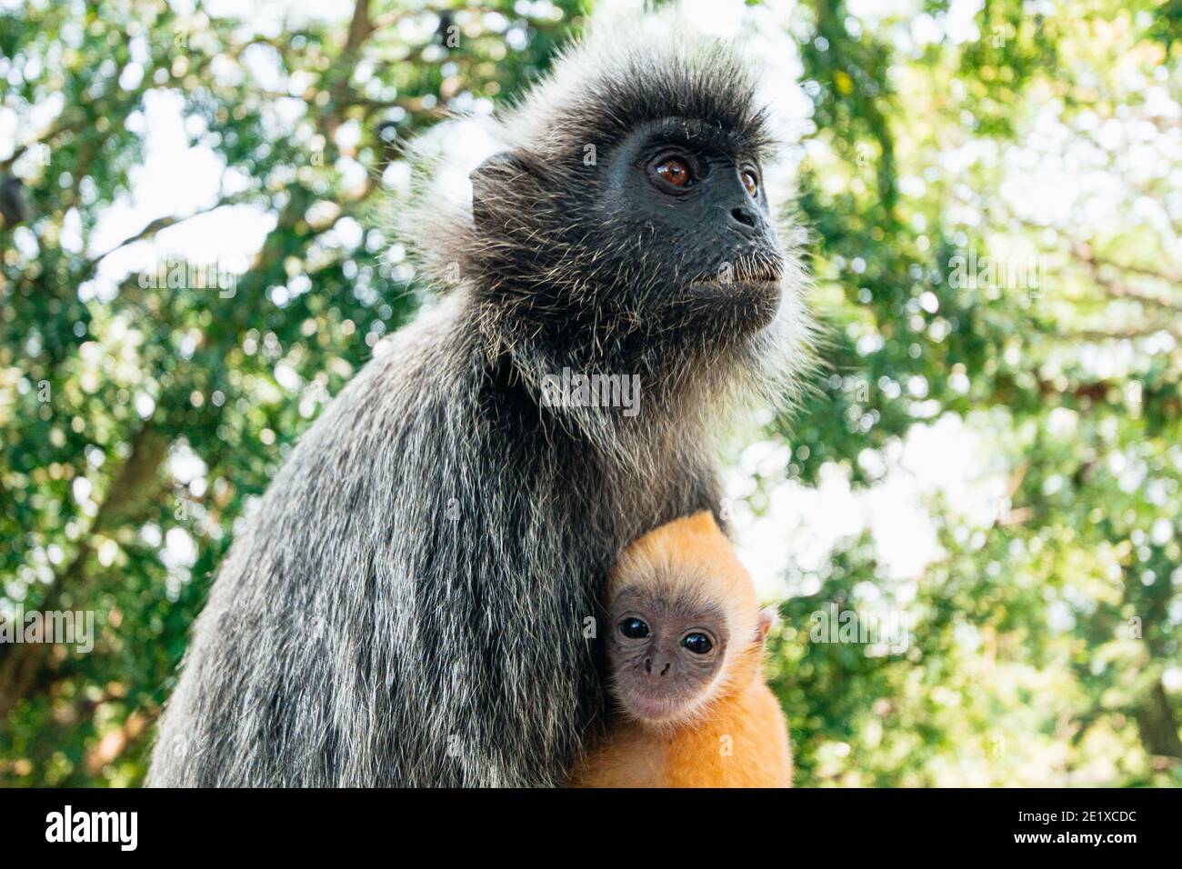 Selangor silvered langur: Mother & baby at Bukit Melawati, Malaysia Stock Photo