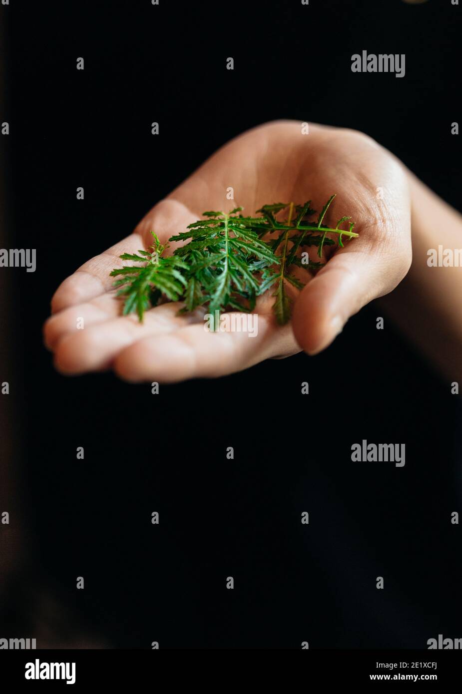 Marigold leaves hires stock photography and images Alamy