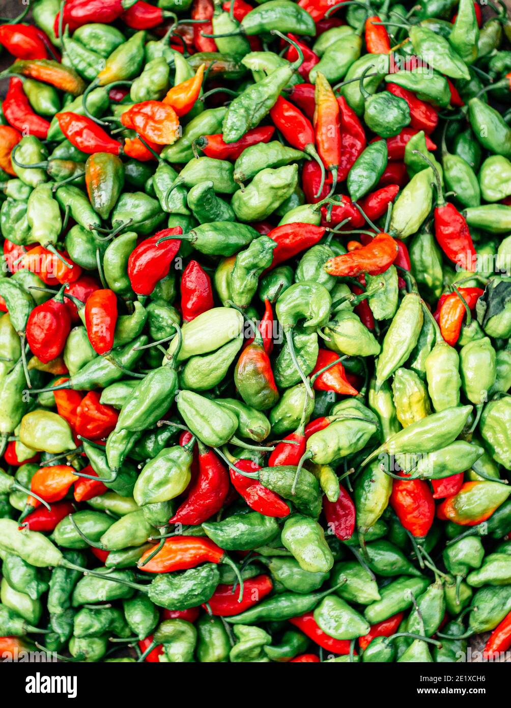 Fresh green and red chili peppers on display at a Yangon Street Market ...