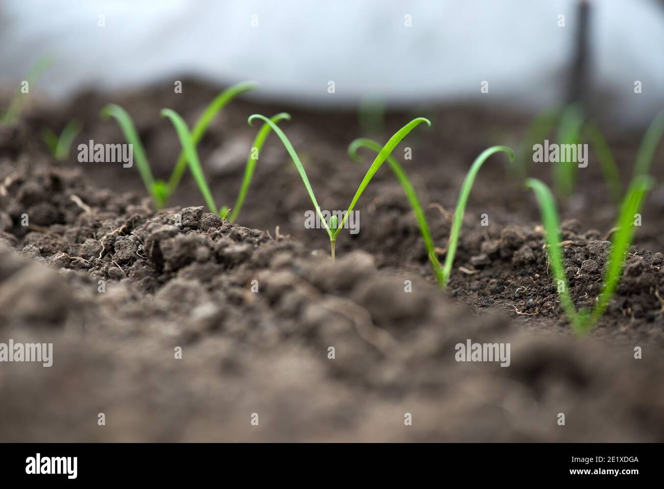 Young fresh organic spinach sprouts  in a greenhouse - selective focus Stock Photo