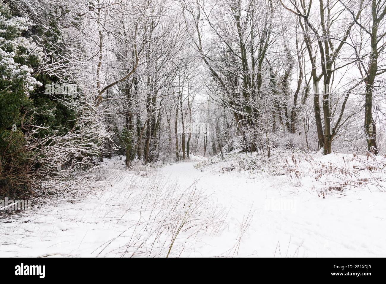 Winter path in the woodland Stock Photo - Alamy