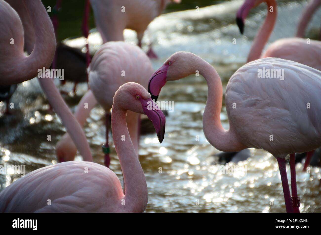 colorful flamingos standing in a pond at the zoo Stock Photo