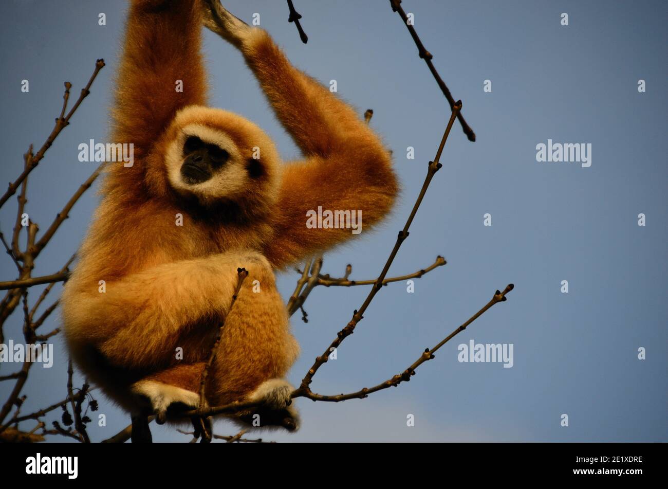 fluffy white monkey on a tree Stock Photo