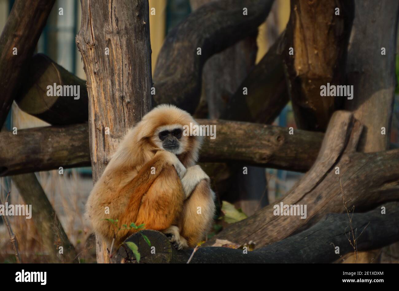 sad monkey sitting on tree trunks in the zoo Stock Photo