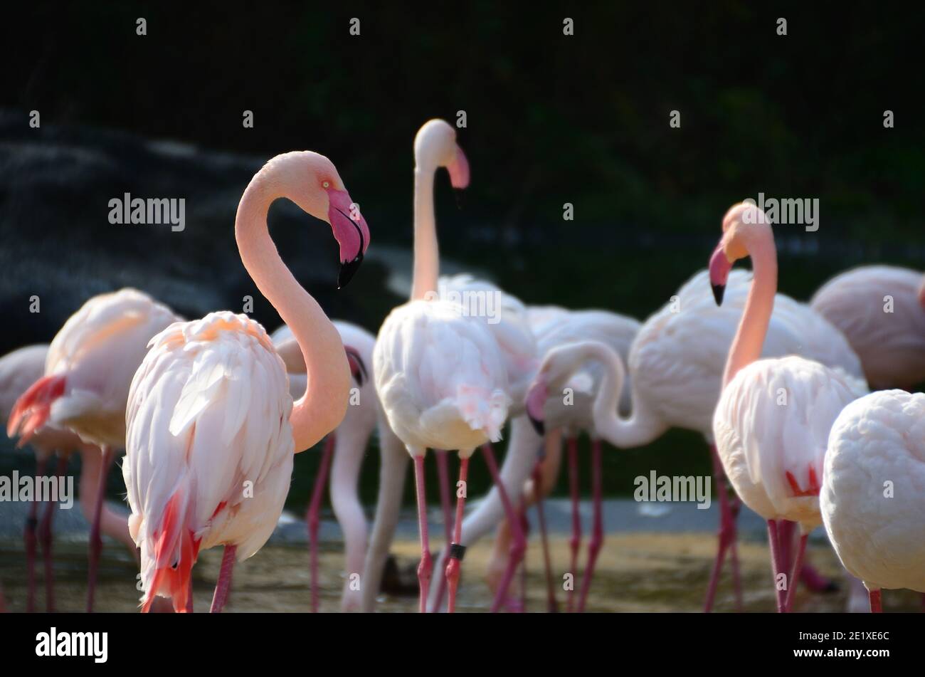 many colorful flamingos in the sun at the zoo Stock Photo