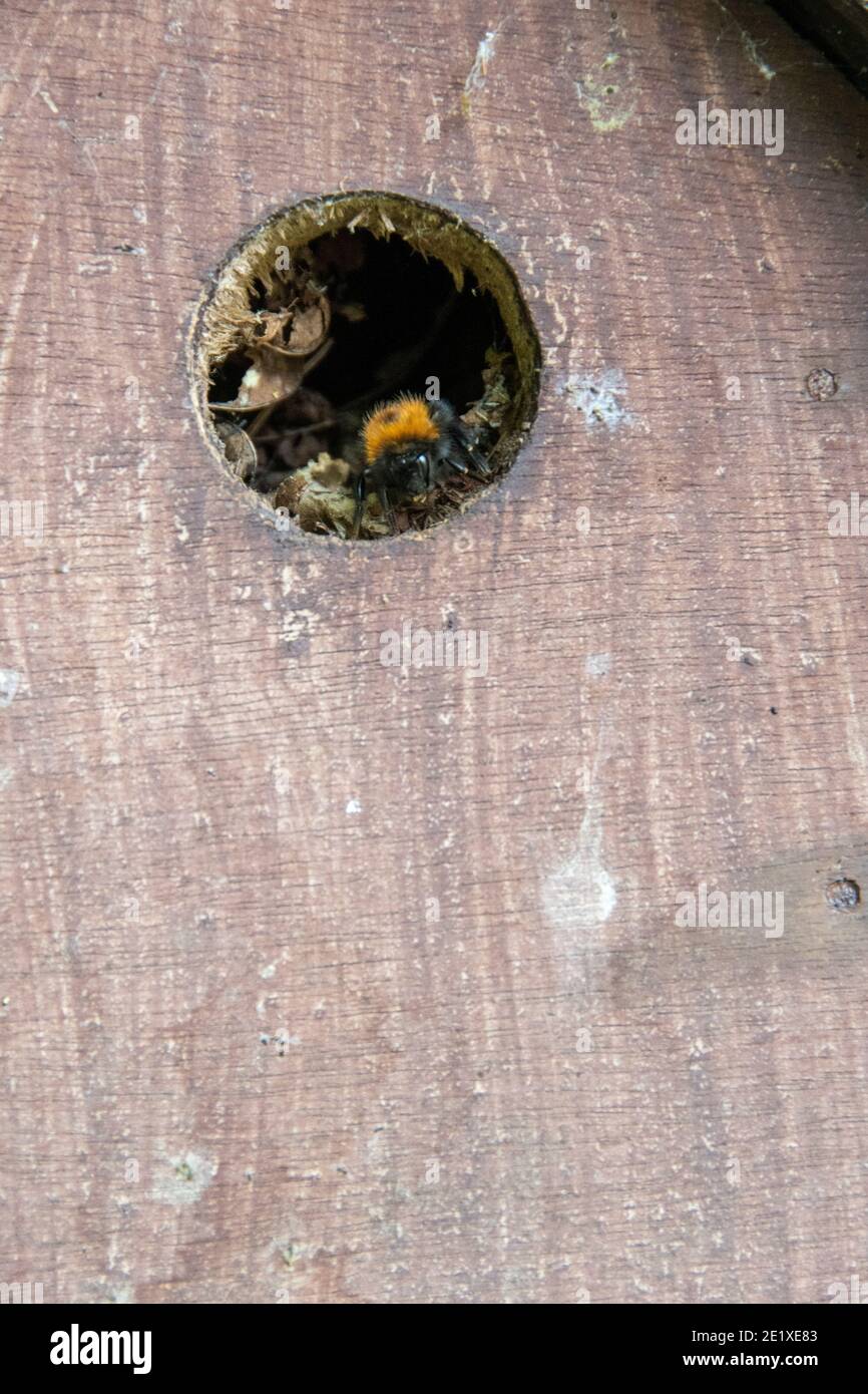 Close up on the hive entrance of a tree bee colony in an unused bird nesting box, Sheffield Stock Photo
