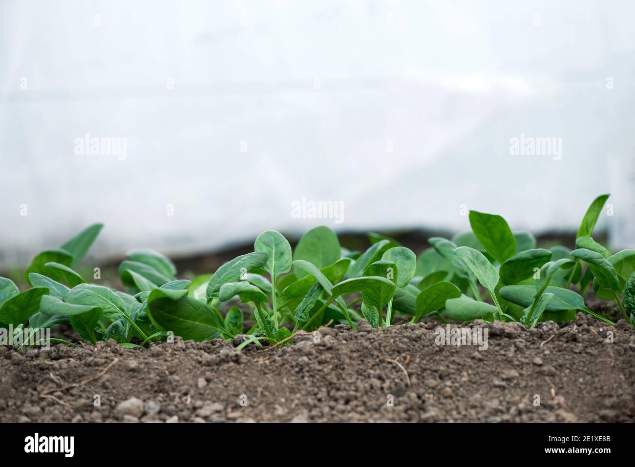 Young fresh organic spinach plants  in a greenhouse - selective focus Stock Photo