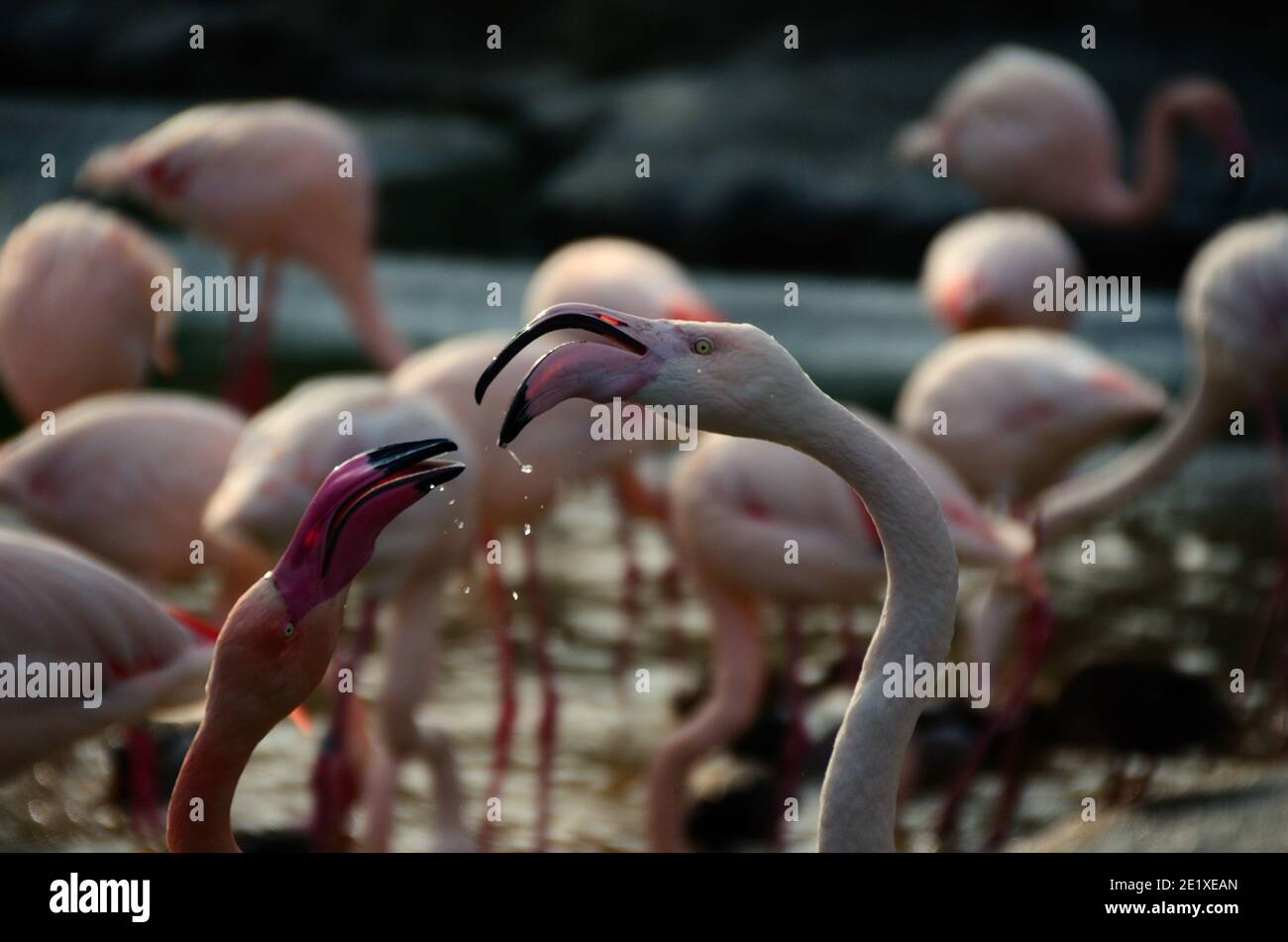 two colorful flamingos in disputes with drops of water Stock Photo