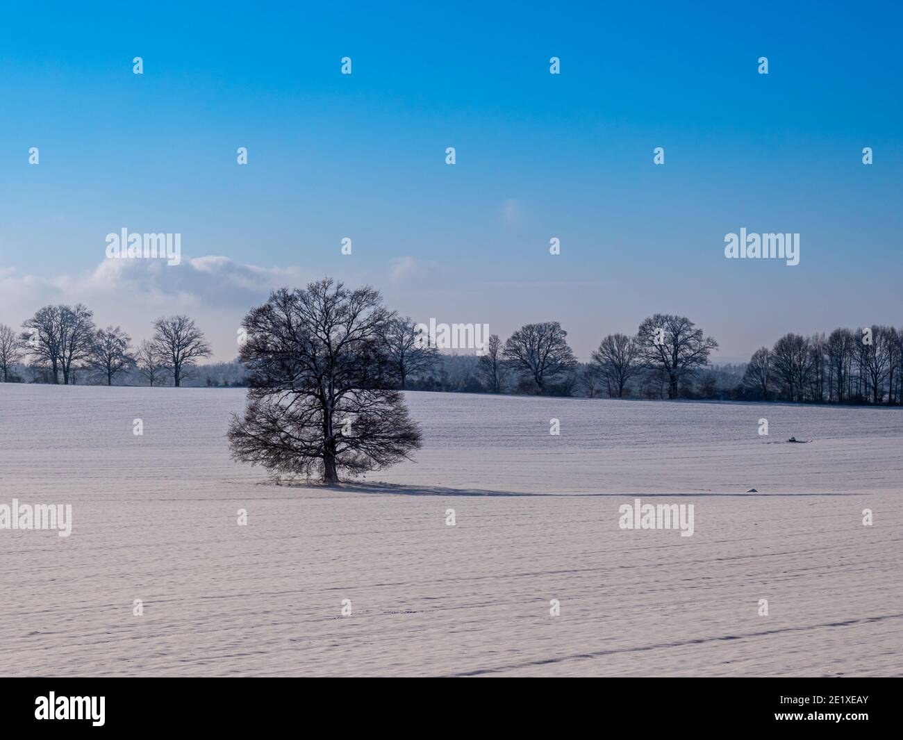 Tree stands in a wintry landscape Stock Photo