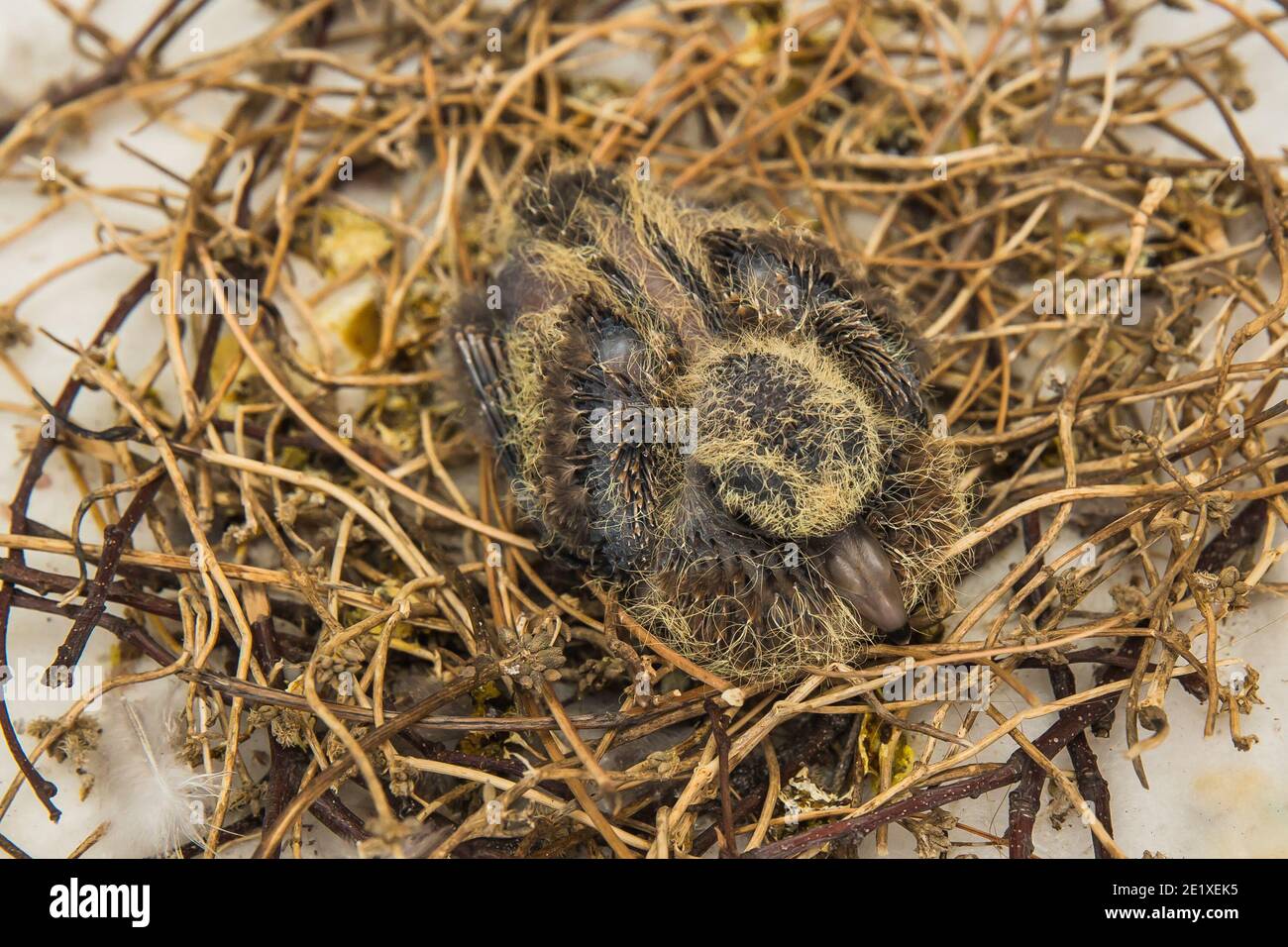 Squab (baby dove) in bird's nest waiting for its parents to bring food. Black and yellow feathers emerging from dove chick. Stock Photo