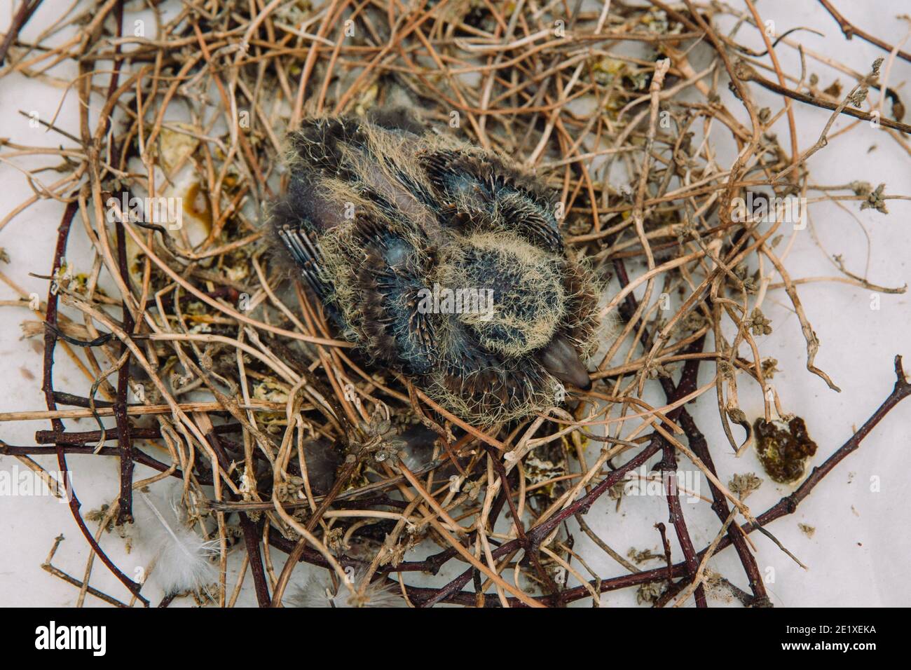 Squab (baby dove) in bird's nest waiting for its parents to bring food. Black and yellow feathers emerging from dove chick. Stock Photo