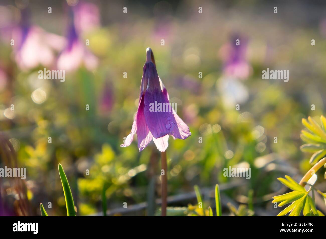 Early bulbous wild plant of Siberian Kandyk (lat. Erythronium sibiricum) blooms in a forest glade on a spring sunny day. Stock Photo