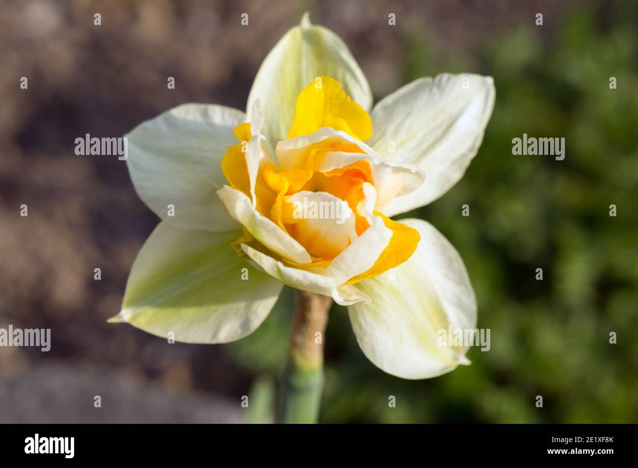 Early bulbous flower of decorative hybrid of Narcissus  in the garden on a spring sunny day. Stock Photo