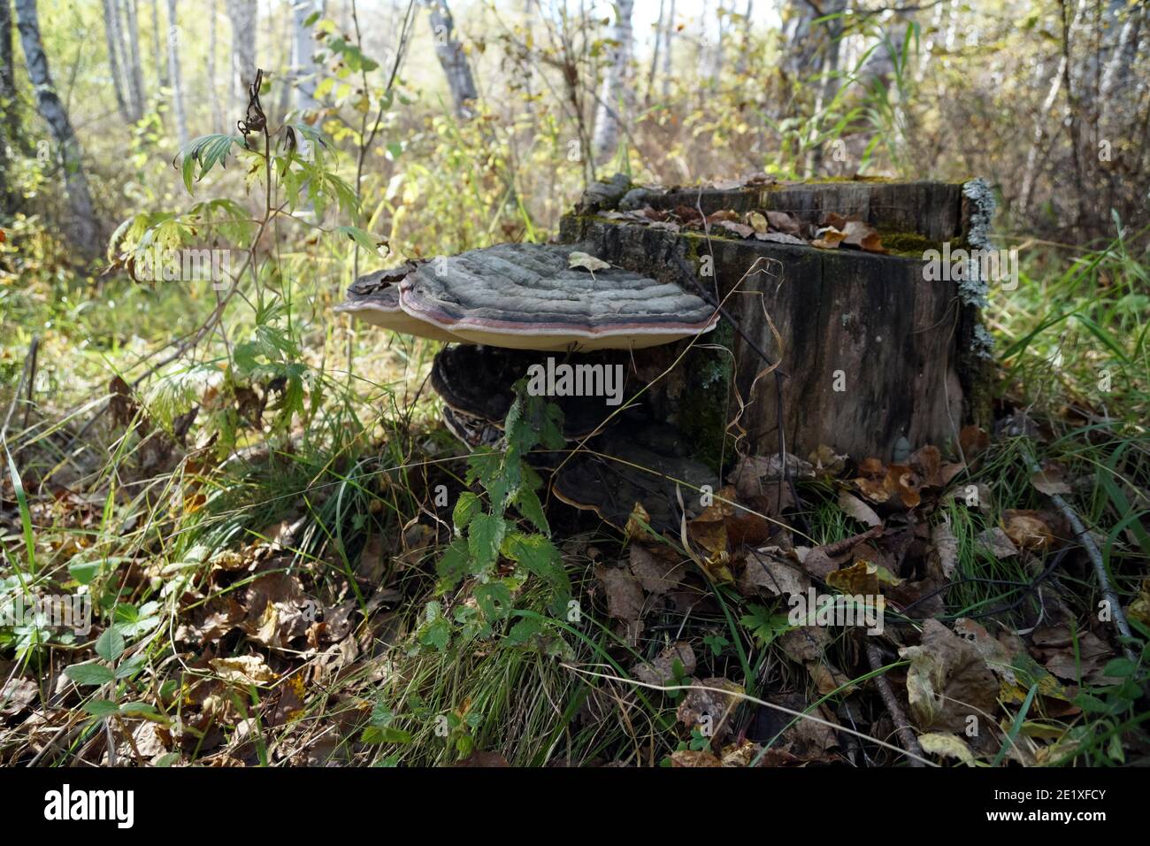 Mushroom parasite Tinder fungus flat (Ganoderma applanatum) growing on an old birchen stump among fallen leaves in the autumn forest. Stock Photo