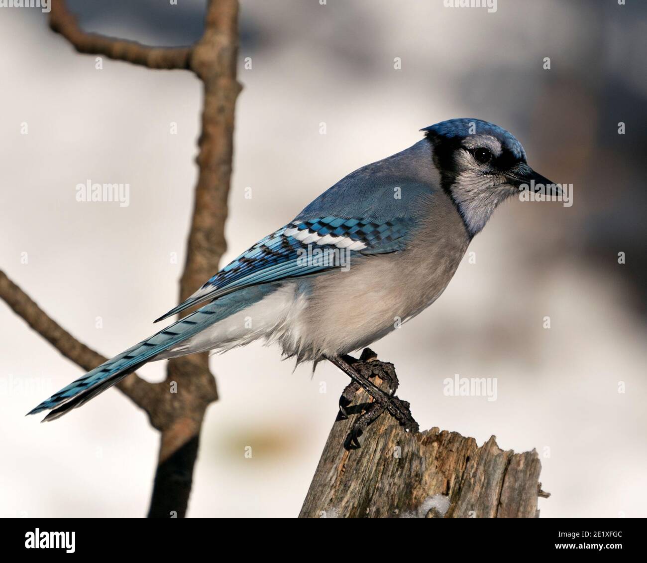 Blue Jay perched with a blur background in the forest environment and habitat. Image.Picture.Portrait. Looking to the right side. Blue Jay Stock Photo. Stock Photo