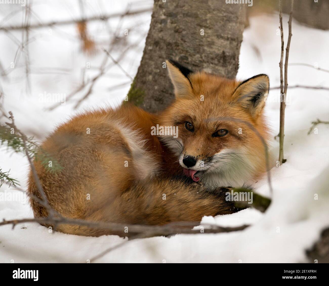Red fox resting on snow and cleaning fur in the winter season in its