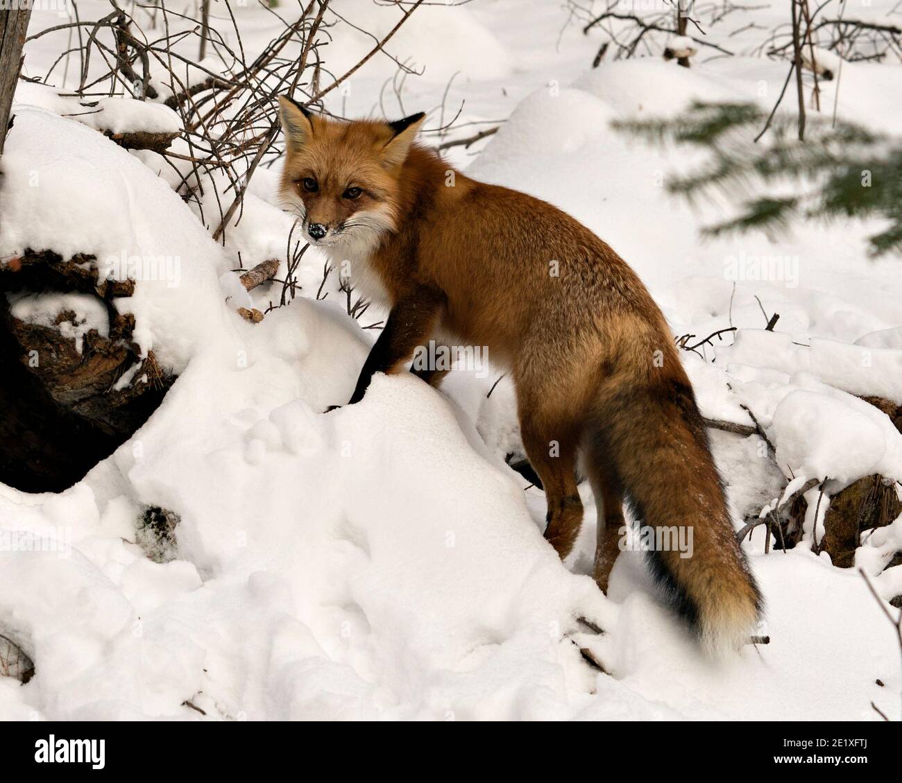 Full screen picture image hi res stock photography and images Alamy Full screen picture image hi res stock photography and images Alamy