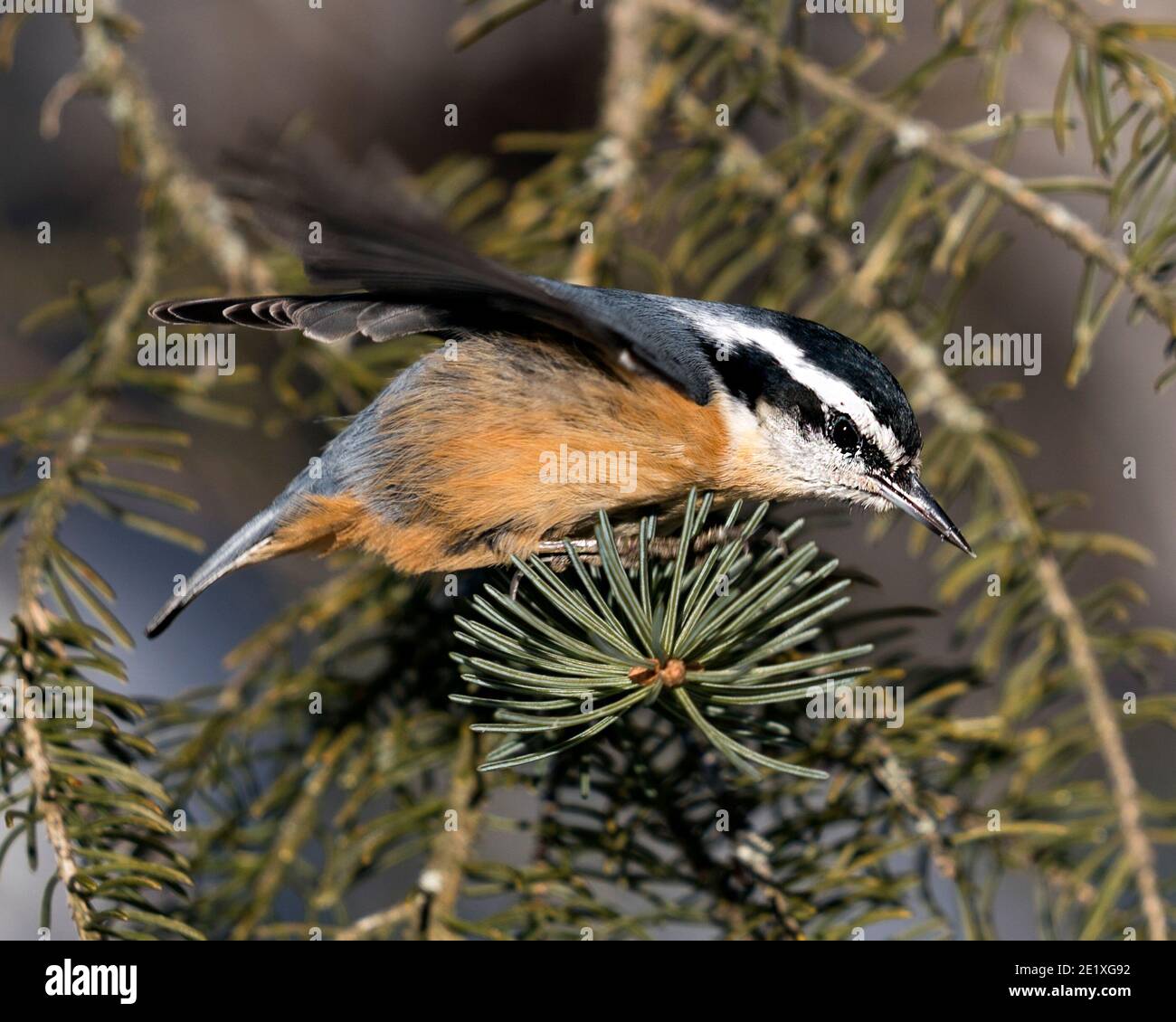 Nuthatch close-up profile view perched on a tree branch in its environment and habitat with a blur background, displaying spread feather wings  and bi Stock Photo