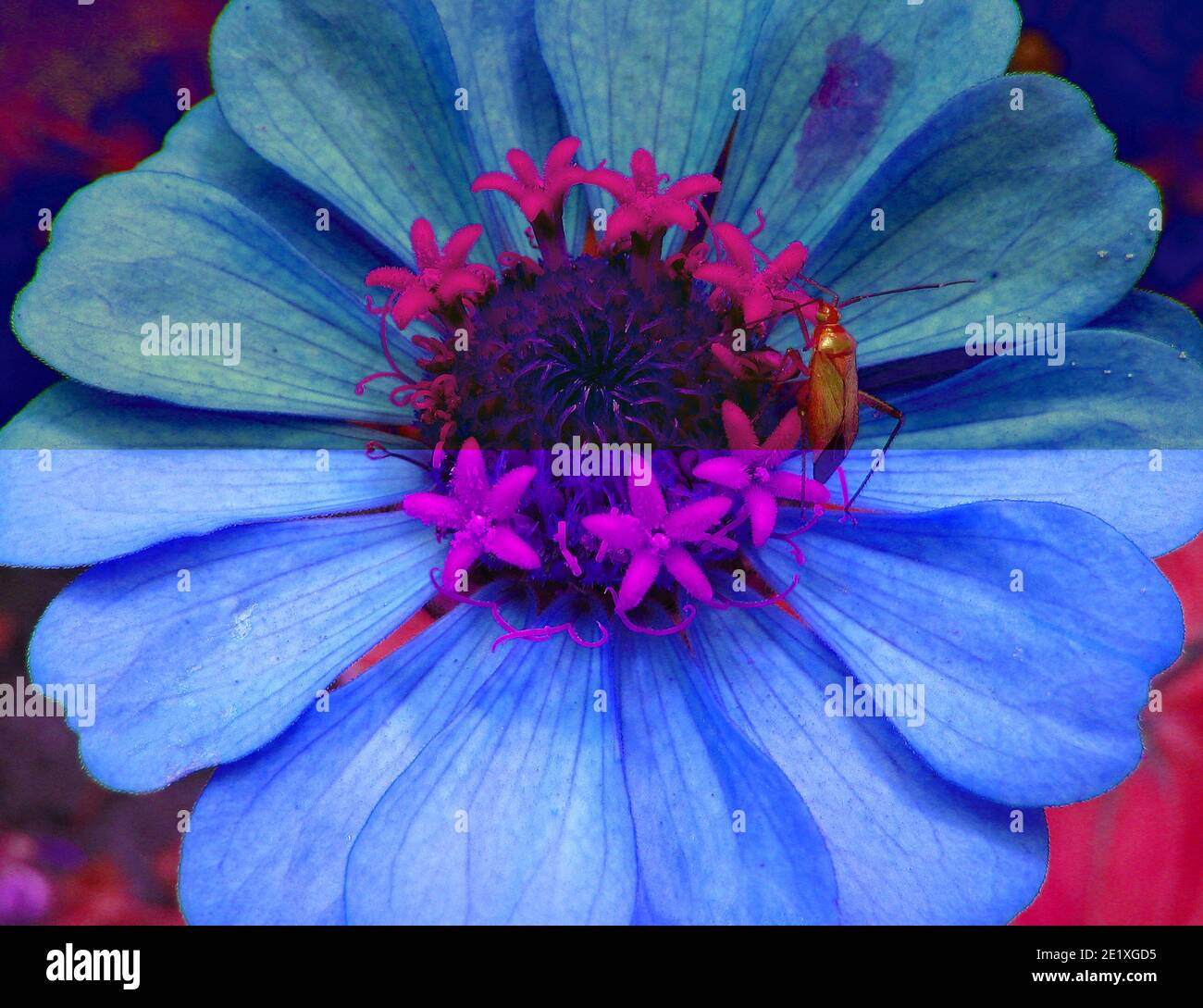 Photo background of a beautiful flower with an insect in summer ...