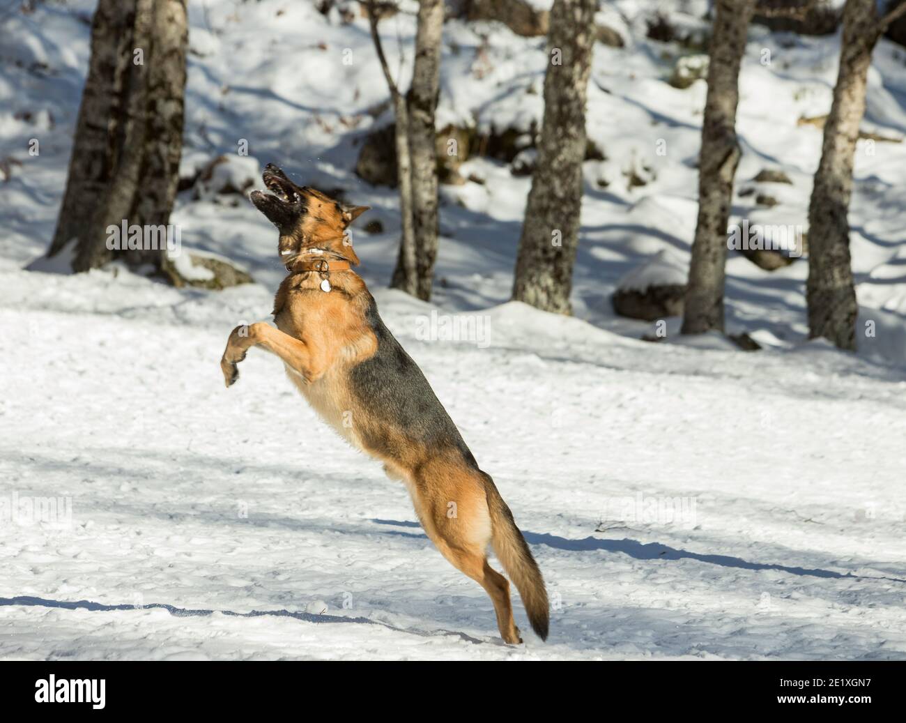 Purebred german shepherd dog playing in the snow. Trying to catch a small snowball. Stock Photo