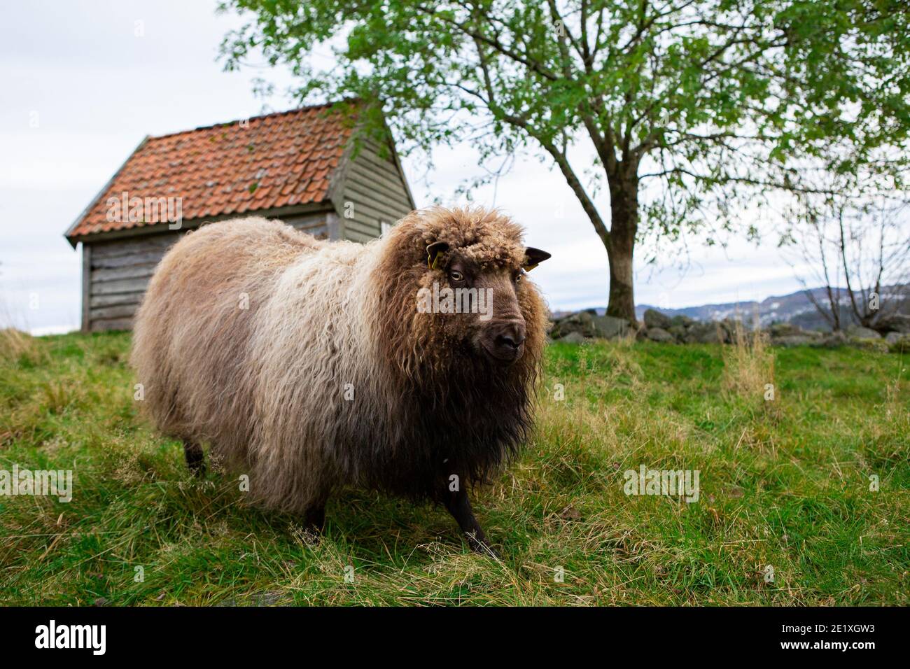 Brown sheep with a RFID transponder in the ear Stock Photo