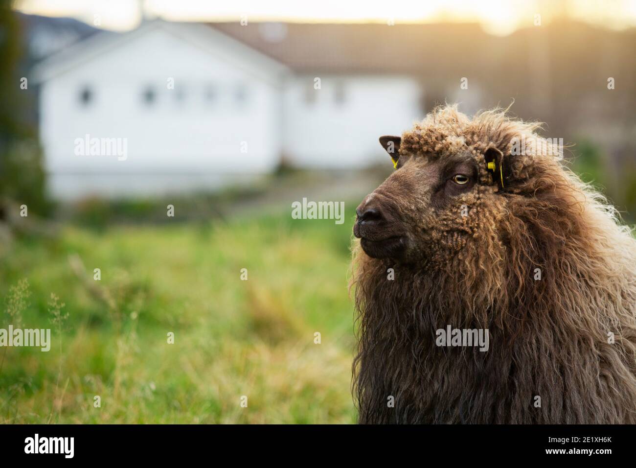 Brown sheep with a RFID transponder in the ear Stock Photo