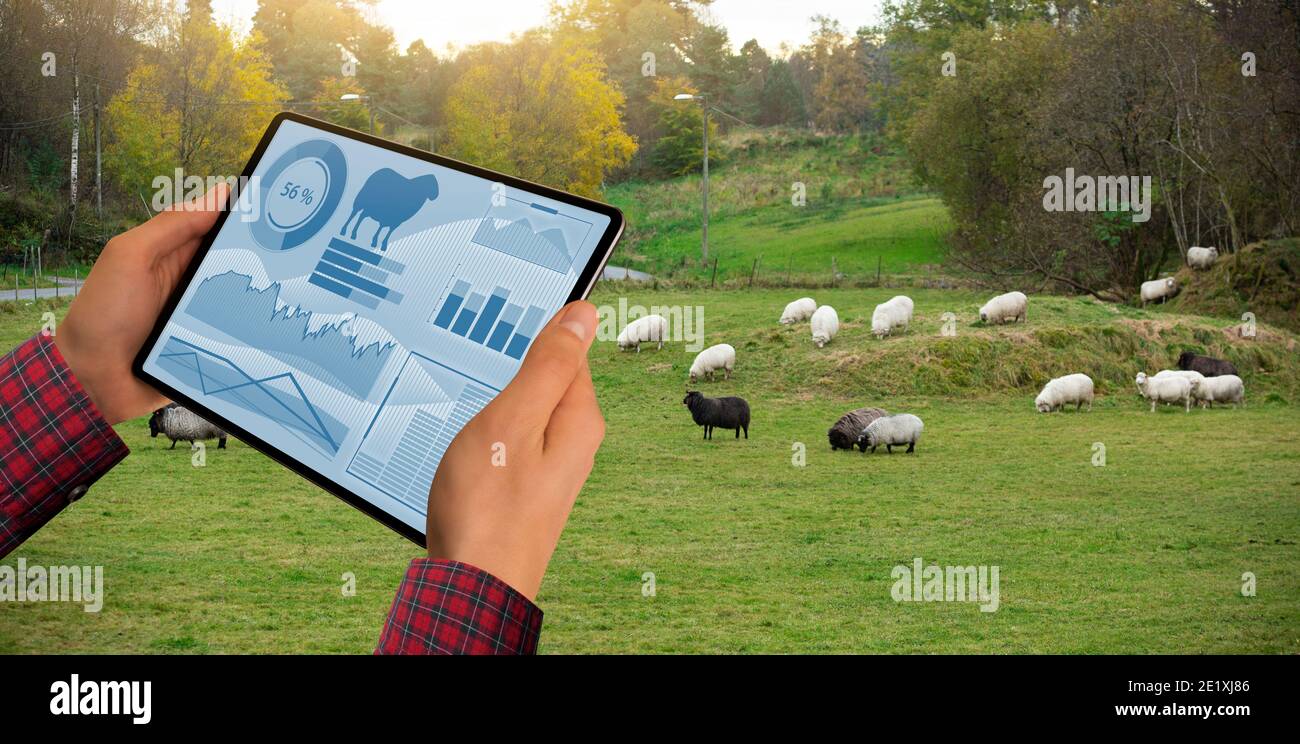 Farmer with tablet on the background of a flock of sheep. Herd management Stock Photo