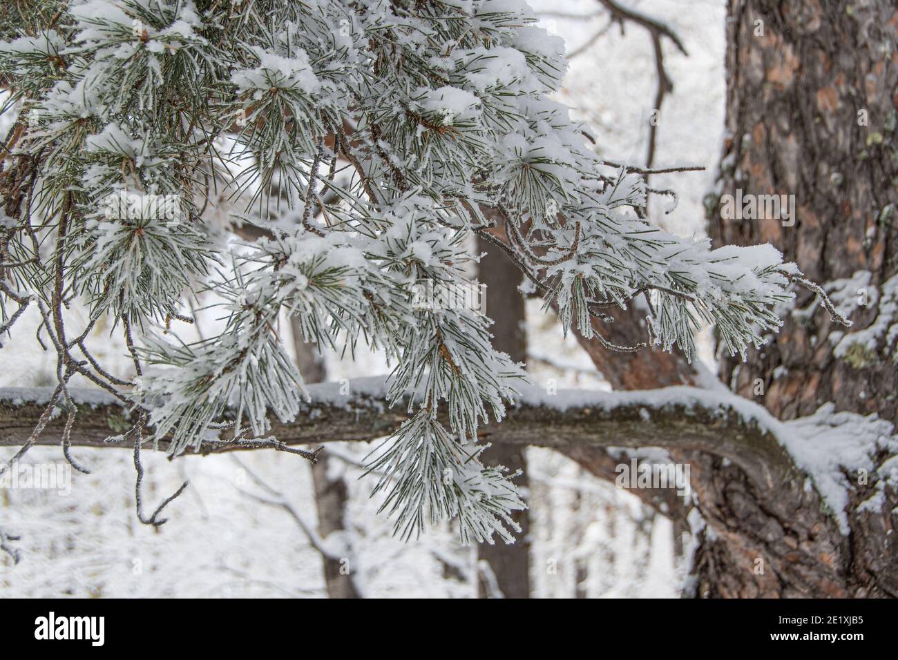 Frozen pine tree branches covered with thick white hoarfrost hi-res ...