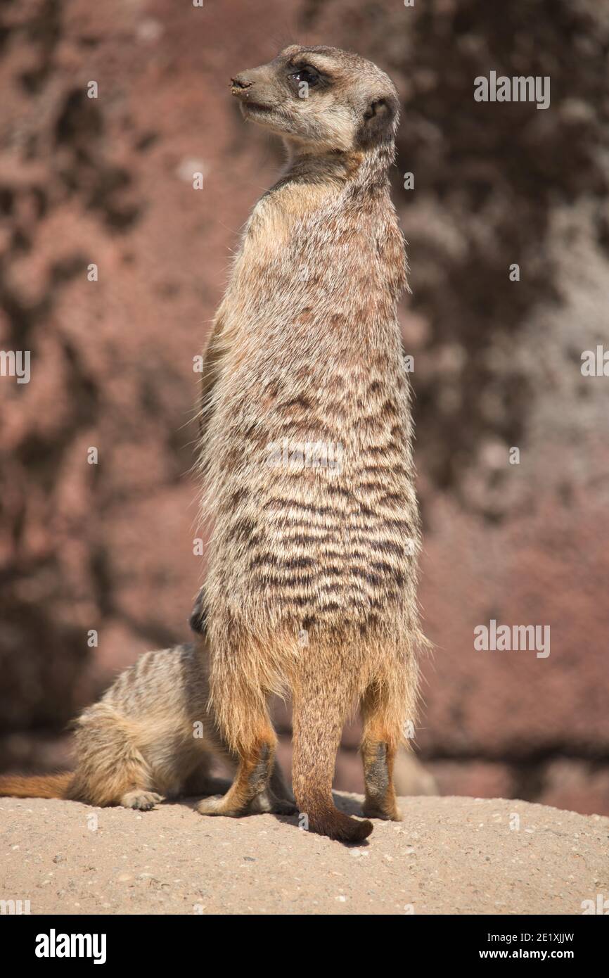 The meerkat (Suricata suricatta) or suricate is a small mongoose found in southern Africa. It is characterised by a broad head, large eyes. Stock Photo