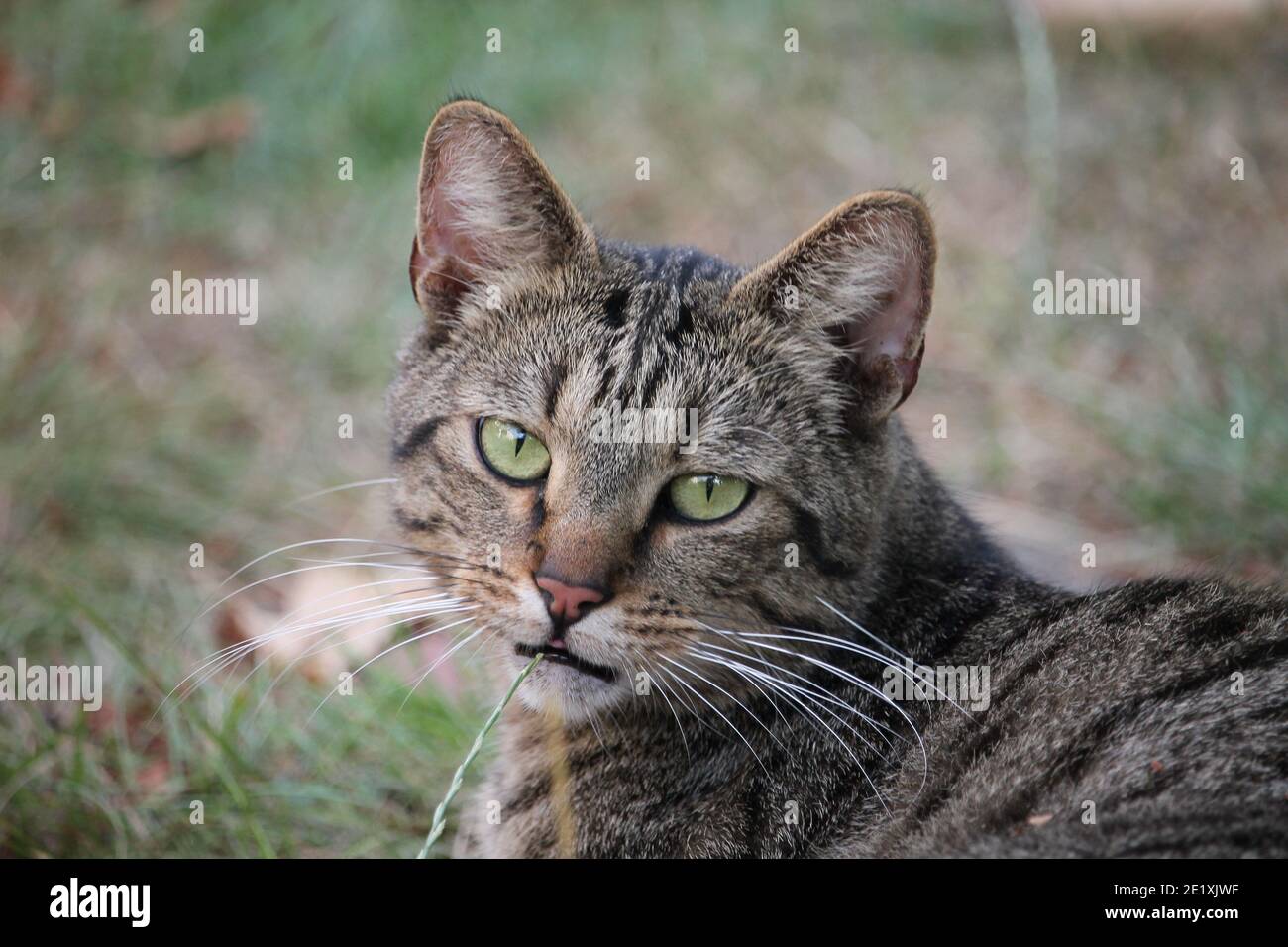 A house cat lies relaxed in the garden in the sunshine. The typical domestic cat, which is very common in Central Europe, is often a free roamer. Stock Photo