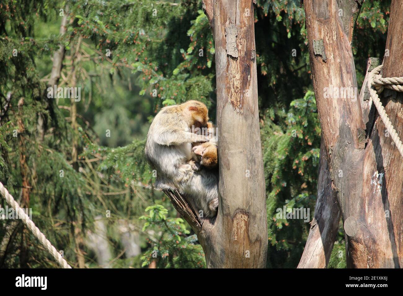 Squirrel monkeys are lively little creatures that like to romp in the trees and also sometimes cheekily steal things from people. Stock Photo