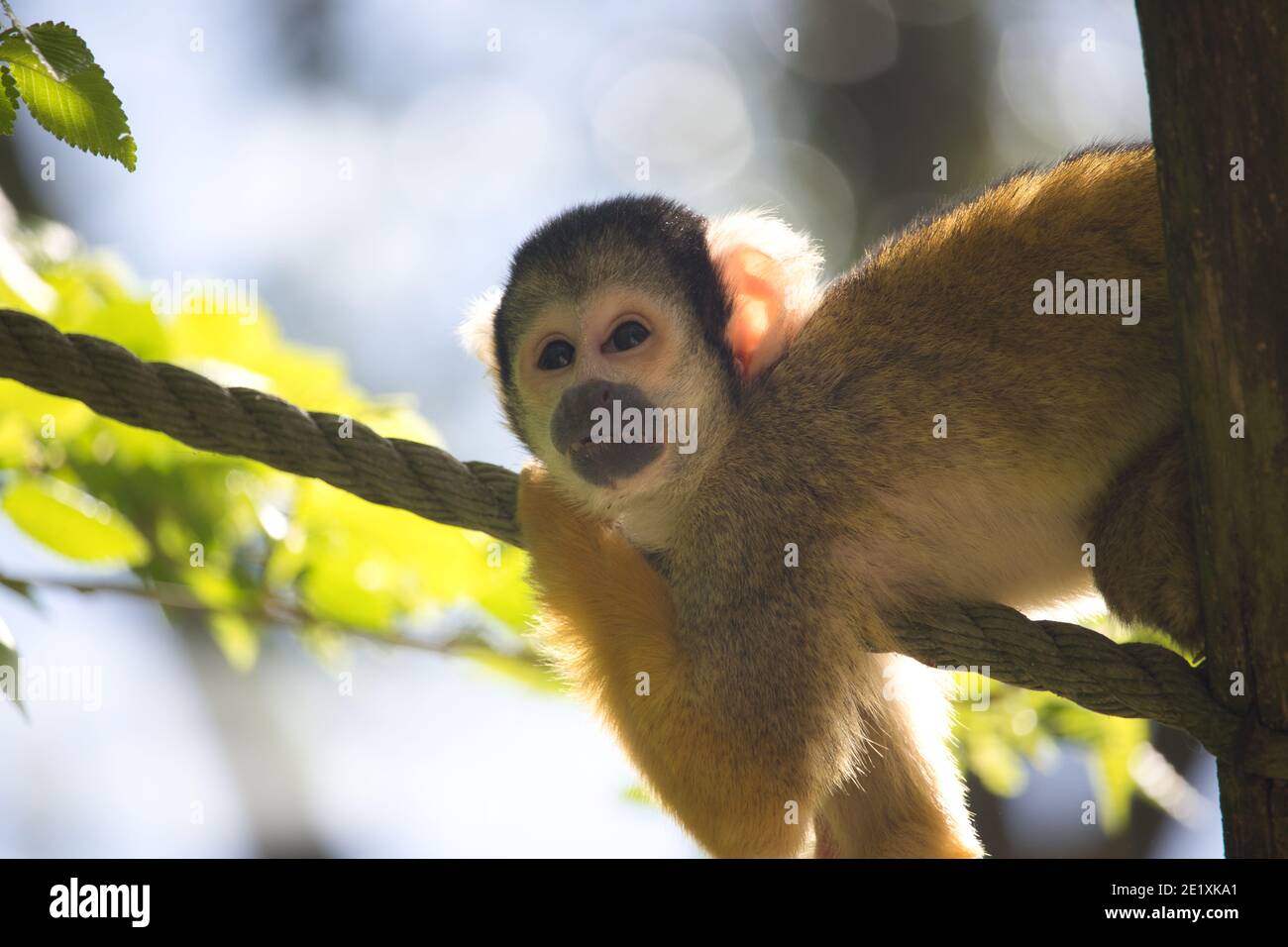 Squirrel monkeys are lively little creatures that like to romp in the trees and also sometimes cheekily steal things from people. Stock Photo