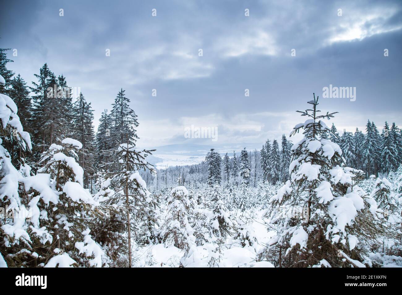 Forest on a snowy winter day, Waldviertel, Austria Stock Photo