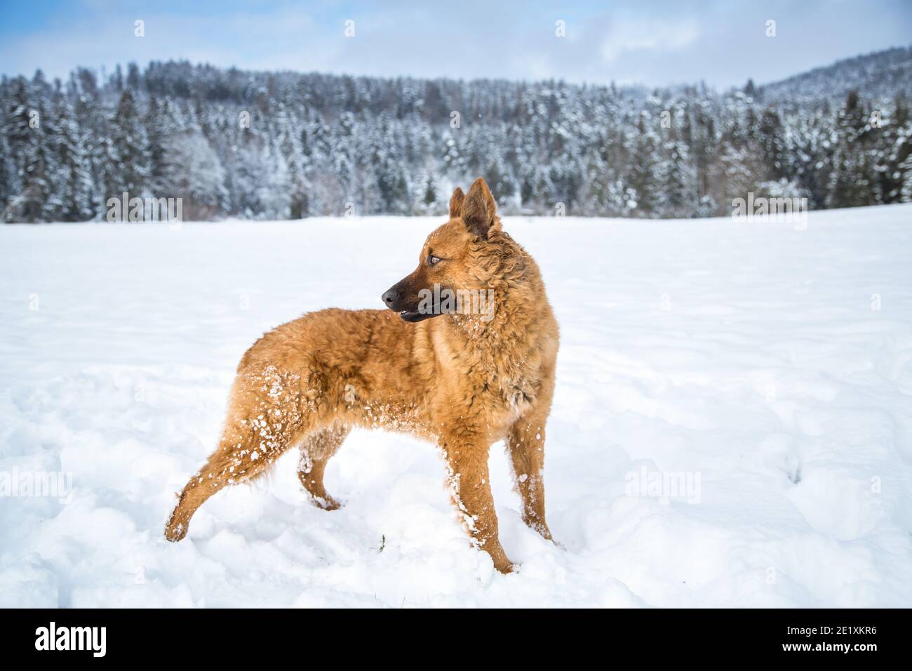 Portrait of an Old German Sheepdog (Westerwälder Kuhhund) standing in the snow Stock Photo