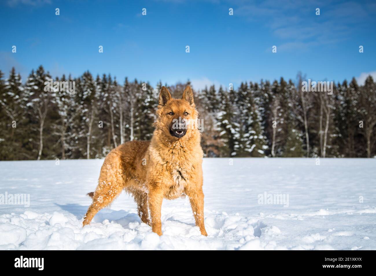 Portrait of an Old German Sheepdog (Westerwälder Kuhhund) standing in the snow Stock Photo